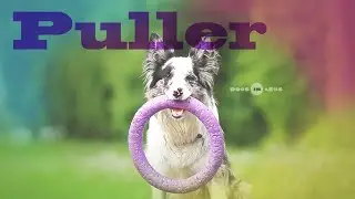 Border collie test: PULLER!