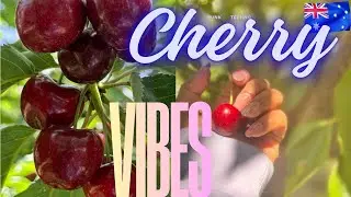 Cherry Picking in Australia 🇦🇺 | Best Cherry Picking Experience & Tips