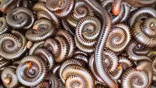 Catch Huge millipedes around my home to pet