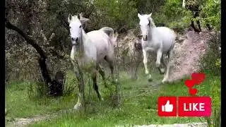 Amazing horses from around the world | 4k wild life | beautiful white horse #4knature