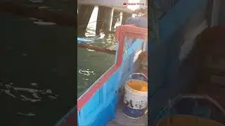 Ocean Jigging Strike Gold Snapper #shorts#short #shortsvideo#shortvideo #shortsfeed #jigging#mancing