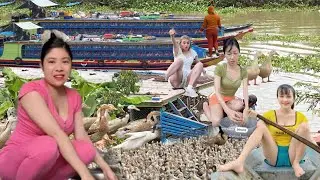 duck farm and load ducks onto trucks that drive through the fields