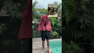 RA&Ccedil;AS DE C&Atilde;ES NA PISCINA