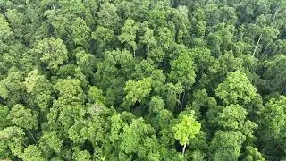 4K rainforest footage in Indonesia