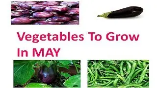 Vegetables To Grow In MAY! Vegetables to sow in May