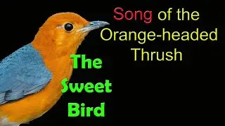 #Orange-headed Thrush Call #Sweet voice #কমলা বউ এর গান