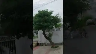 #bareilly #dil ye kaha hai dil se #trending #green park #status #viralsong #love