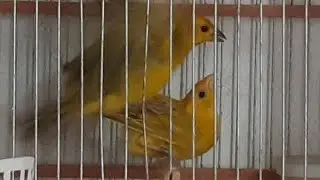 Segunda Postura da Femea de Canario Da Terra Preciosa #canario #passaros #viral #gladiadores