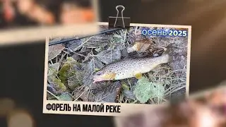 | Микро речка | Ловля ручьевой форели | Осень 2025 |
