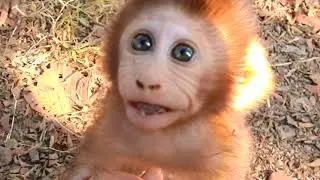So Cool! Cutest Adorable Baby Baron Very Lovely Baby Monkey! Gorgeous Baby!