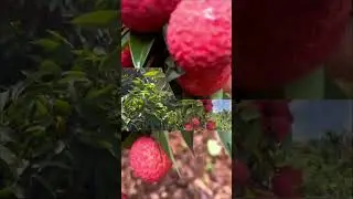 Lychee fruit । Enjoy it's beauty.