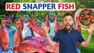 RED SNAPPER FISH 🐟 | Fact Rangi | Big Fish Grill Recipe Cooking in Village | Ancient Cooking