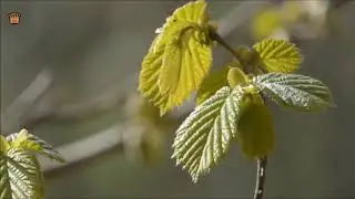Arrival of the Springs by Cristian Onofreiciuc (classical orchestral music)