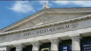 Trip to the Shedd Aquarium, Chicago, IL: Awesome Fish & Turtles + Goodeid Sighting!!