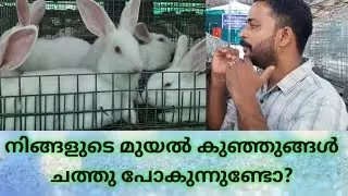 മുയൽ കുഞ്ഞുങ്ങൾ ചത്തുപോകുന്നതിനുള്ള കാരണങ്ങൾ, സാഹജര്യങ്ങൾ. Common causes of death in Rabbit bunnies?