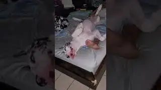 Great Dane Love The Sleep Artist
