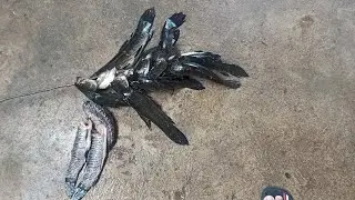 Dia de pegar tra&iacute;ra