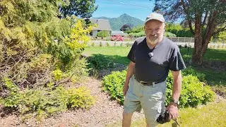 How Dwarf and Unusual Conifers Come to the Trade