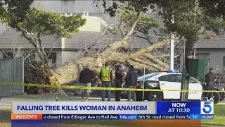 Falling tree kills woman in Anaheim