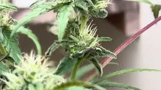 Flower Day 21: Stretch is done, bud set is locked in. Now we feed the swell. 🌳🔥