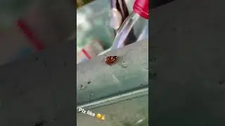 Bug time