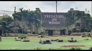 Predators on wings show