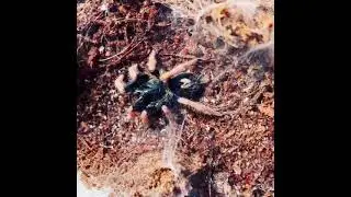 Trinidad dwarf tarantula eating (Cyriocosmus aueri)