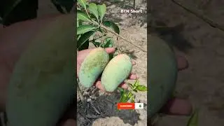 All Time Sweet Katimon Mango Farming.    #Shorts #BTN_Shorts