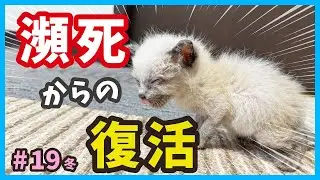 【感動の回復】ミルクが飲めなくなった子猫がついに・・・。真冬に保護した赤ちゃん猫たち（冬19）