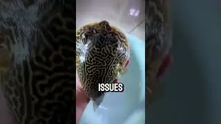This Is A Puffer Fish Dentist! (@faburegascu)