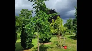 Inspirerende planteprojekt | Assistent kirkeg&aring;rd &middot; Haderslev | Danplanex