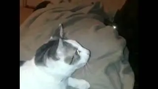 Cat Communicating In Secret Alien Language