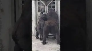 Gorilla give mom a sweet kiss 💕 #gorillatag #taipeizoo #金剛猩猩 #台北市立動物園 #zoo #cute