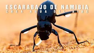 EL ESCARABAJO DE NAMIBIA | Obtiene agua del aire | Mini documental tan natura