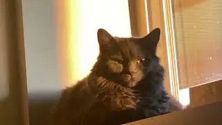 Candid Cat Camera 0112 JULY 3 2025