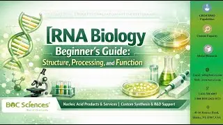 RNA Biology Explained for Beginners - Structure, Processing & Function - BOC Sciences
