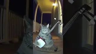 Meow🐱 #ai #fat #funny #funnyai #joke #meme #ytshorts #cat#kitty#music#fyp#shorts