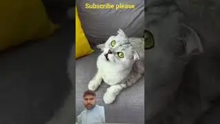 #cat #funny #pets #catlover #catlover #youtubeshorts #funnyanimals #stitch #catt #funnypets #funnyps