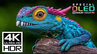 Experience True HDR Beauty in 4K Dolby Vision 120fps.
