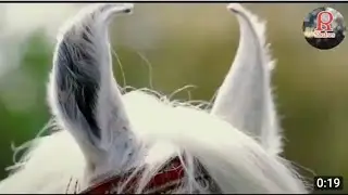 Horselover🖤🖤statusWhatsApp statusvideo#horse #horselover#status#viral#google #good #trending#youtube