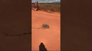 Armadillo Vs Lagartija con musica de Linkin Park de fondo