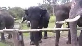 The Elephants of Mudumalai Wildlife Sanctuary, P4-6Pts