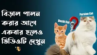 দেশি বিড়াল পালন করবেন নাকি পার্সিয়ান বিড়াল পালন করবেন - Persian Cat VS Deshi Cat - Pet House BD
