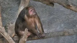 Wild rhesus monkey in the Forest   Free HD Video Clips