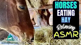 Horse Eating Hay ASMR | Relaxing Horse Sounds For Sleep, Study, Anxiety Relief & Deep Relaxation