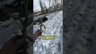 ОБМЕН ОПЫТОМ &mdash; КЛЮЧ К РАЗВИТИЮ Об опыте выращиванич чеснока в Узбекистане🇺🇿АгроИнвестРФ