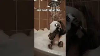 Monkey in the bathroom #monkey #猴子 #singe #Affe