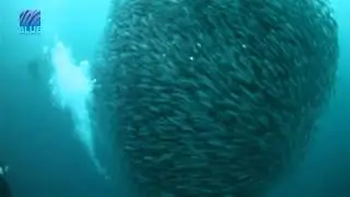 Join Blue Wilderness on the 2015 Sardine Run