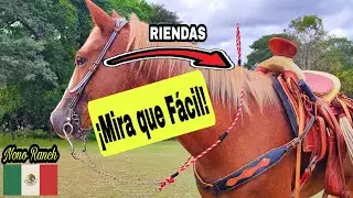 RIENDAS para CABALLO FACIL Y ECONOMICAS
