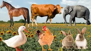 Exploring Familiar Animals: Cat, Rabbit, Elephant, Pigeons, Pig, Horse - Funny Animal Sounds